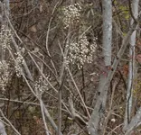 ImageUploadedByTreasureNet.com1592571364.173340.webp