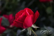 IMG_2127_2400.webp IMG_2127_2400.webp