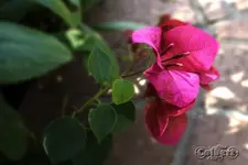 IMG_2639_2400.webp