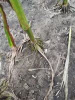 ImageUploadedByTreasureNet.com1597881295.409042.webp
