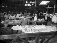 Wool Classing.webp Wool Classing.webp