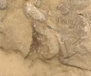 Brachiopod.webp
