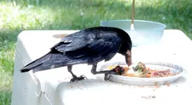 DSCN9232.webp