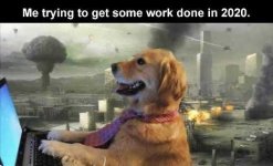 dog-laptop-me-trying-to-get-some-work-done-in-2020-explosions.jpg