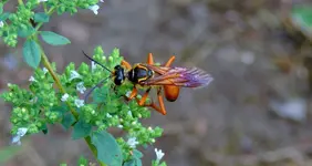 DSCN9612.webp