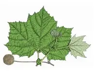 Sycamore_Platanus_occidentalis.webp
