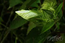 DSCN5774_2400.webp