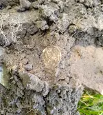 Dime Dirt.webp