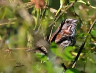 00555-1.webp
