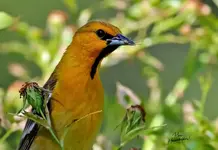 0401-1.webp