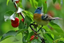 0267-1.webp