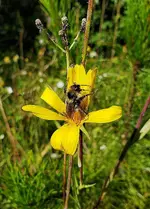 Bee.webp