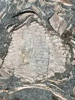 ImageUploadedByTreasureNet.com1597175475.961631.webp