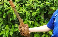 ancient-basket-handle-sword.webp