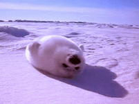 27D56087-4844-4E7E-B345-C756DD3828B1.gif