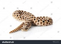 stock-photo-western-hognose-snake-heterodon-nasicus-isolated-on-white-background-125895098.jpg