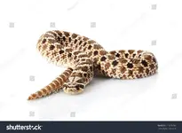 stock-photo-western-hognose-snake-heterodon-nasicus-isolated-on-white-background-125895098.webp