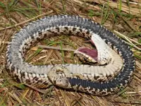 eastern-hognose-snake-shutterstock218079169.webp