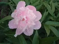 pretty pink peony.webp