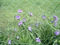 pretty purple flowers.webp