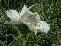white evening primrose.webp
