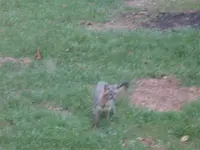 fox 004 (Small).webp