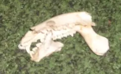 weird bones.webp