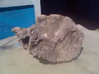 coral rock2.webp