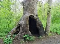 hollowtree.webp