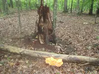 8610967D-0DB5-4715-A694-B4EDD8F51CE0.webp
