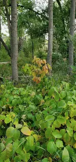 20200916_045108.webp