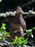 NATQUAIL#1-1.webp
