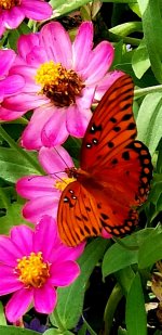 20200801_185147.butterfly.flower.jpg