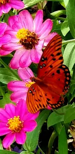 20200801_185147.butterfly.flower.webp