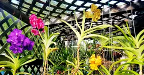 20200731_171702.orchid.webp