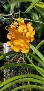 20200731_171241.orchid.webp