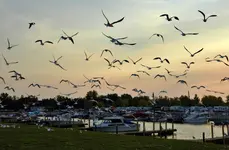 Gulls1.webp