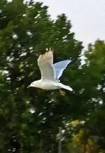 Gulls2.webp