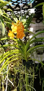 20200731_171840.orchid.webp
