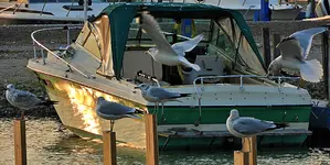 Gulls3.webp