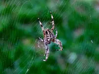 DSCN0604.webp