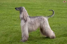 the-afghan-hound-and-cancer-5612669a7824d.webp