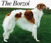 Borzoi.webp