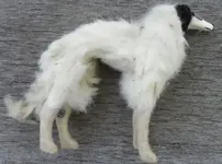 Borzoi 2.webp