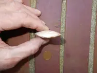 DSCN2114.webp