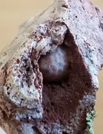 Ancient Fossil.webp