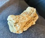 Crinoid.webp