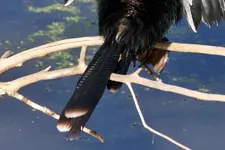anhinga (2).webp