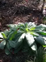 plants.webp