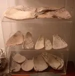 ShellCelts.webp